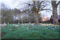 Daffodils in the graveyard