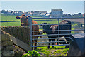 Cornwall : Grassy Field & Cattle