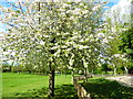 Blossom in Ravenor Park