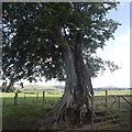 Partly rotted tree