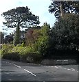 Woodland on Teignmouth Hill and West Cliff Road