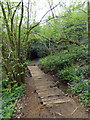 Footbridge at Marline Valley Nature Reserve