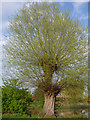 Pollarded tree by the small pond on Blackheath 