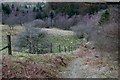 Forest edge on steep slopes of Gornoeth