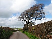 SS8916 : Windswept tree on road to Holmead Cross by Roger Cornfoot