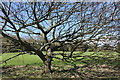 Tree, Dalmilling Golf Course