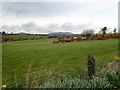 Grazing land on the west side of the B175