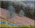 SN9961 : Steep Wye valley hillside by Andrew Hill