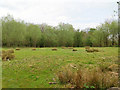 Old car park area, Earlswood Common