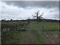 On the Shropshire Way near Sibdon Carwood