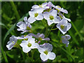 Cuckooflower (Cardamine pratensis), Gaer, Newport