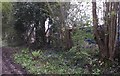 Bluebells beside the Byway