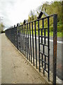 Metal railings, Maxwell Avenue