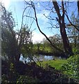 Pond behind Pevensey and Westham Station