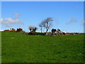 Lislaferty Townland