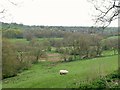 Near Pyegreave Farm