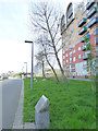 Black poplars, Greenwich Peninsula 