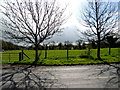 Trees and shadows, Beragh