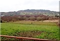 Wet woodland between the Ballynamadda Road and the Tievecrom Road