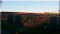 Field by Ribston Road, Spofforth