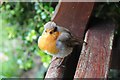 SO8932 : Robin on a bench by Philip Halling