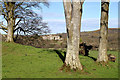 A small hardwood stand in a grazing field