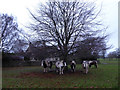 Horses near Butt Street Minchinhampton