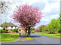 Cherry blossom on Dale Lane, Cobbs