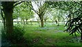 Forget-me-nots, Canley Crematorium