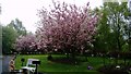 SP3076 : Trees in blossom, Canley Crematorium by Niki Walton