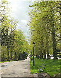 ST5874 : Spring trees, Grove Park by Derek Harper