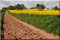 SO8644 : Gallops and oilseed rape by Philip Halling