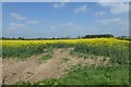 Rape fields near Raybank