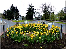 H4772 : Daffodils at mini roundabout at Cranny by Kenneth  Allen