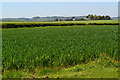 Crop fields beside the A30