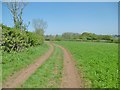 Norton St Philip, farm track