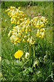 SP0927 : Cowslips and dandelion by Philip Halling