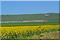 Oilseed rape field overlooked by the Alton Barnes white horse