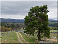 Tree beside the General Wade road from Tomatin to Boat of Garten