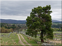 NH8128 : Tree beside the General Wade road from Tomatin to Boat of Garten by Julian Paren