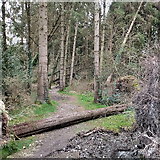 SN6672 : Fallen tree, Gelli Ddu/Black Covert by Rudi Winter