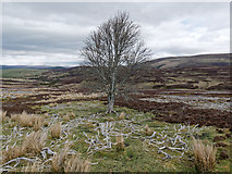 NH8227 : Tree and dead wood beside the Slochd Military Road by Julian Paren
