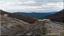 NH8325 : Sheep by Slochd summit by Julian Paren