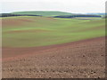 NT6545 : Brunton field in seed on Fawside near Gordon in The Borders by ian shiell