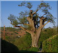 Oak tree cut back and regrowing by Tregaer lane junction