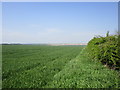 Wheat field near Rudston Grange