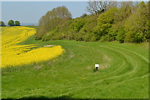 SU3662 : Oilseed rape field below Inkpen Hill, showing the stewardship margin by David Martin