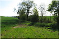 Trees by a farm stream