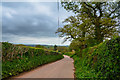 East Devon : Country Lane