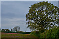 East Devon : Grassy Field